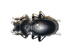 Carabus hungaricus