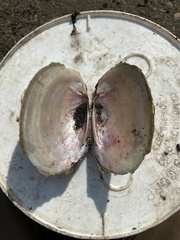 Potamilus fragilis