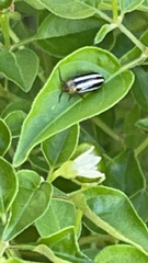 Disonycha glabrata