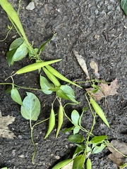 Vincetoxicum nigrum