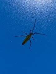 Trigonotylus caelestialium