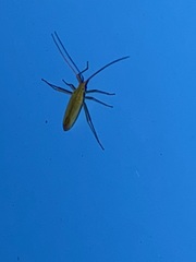 Trigonotylus caelestialium