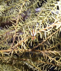 Hypsosinga holzapfelae