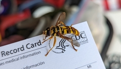 Milesia virginiensis