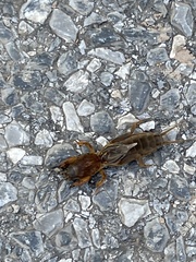 Neocurtilla hexadactyla
