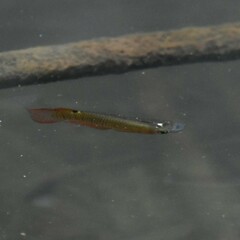 Aplocheilus lineatus