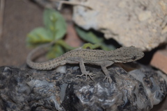 Mediodactylus sagittifer