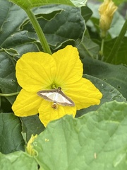 Diaphania