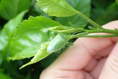 Chinavia acuta
