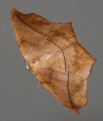 Prochoerodes lineola