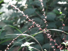 Persicaria filiformis