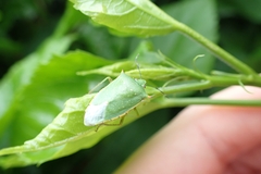 Chinavia acuta