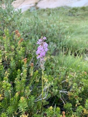 Pedicularis attollens