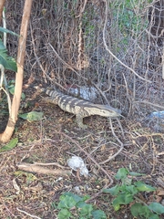 Varanus albigularis albigularis