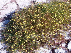 Cotula coronopifolia