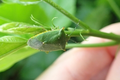 Chinavia acuta