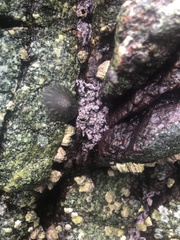 Chamberlainium tumidum