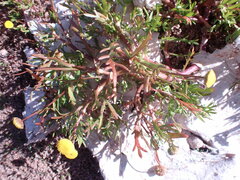 Cotula coronopifolia