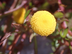 Cotula coronopifolia