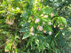 Taxodiomyia cupressiananassa
