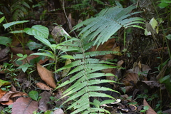 Cyclosorus interruptus