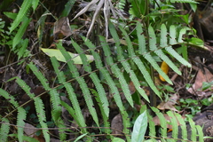 Cyclosorus interruptus