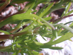 Cotula coronopifolia