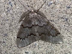 Nepytia pellucidaria