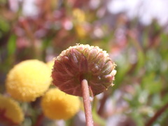 Cotula coronopifolia
