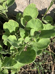 Physalis cinerascens