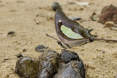 Polyura