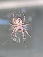 Larinioides patagiatus