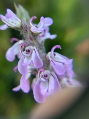 Pedicularis attollens