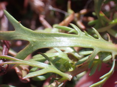 Cotula coronopifolia