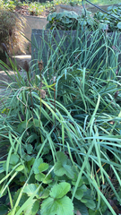 Cyperus ustulatus
