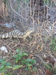 Varanus albigularis albigularis