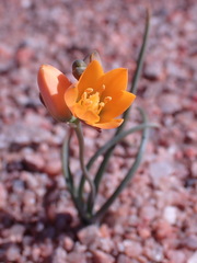 Ornithogalum