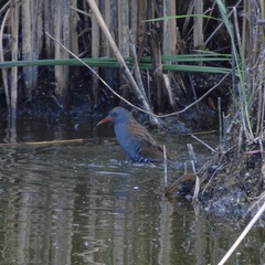 Rallus aquaticus