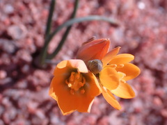 Ornithogalum