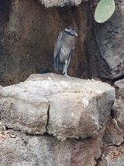 Nyctanassa violacea pauper