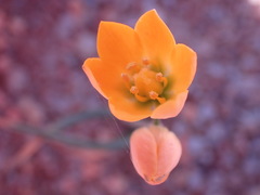 Ornithogalum