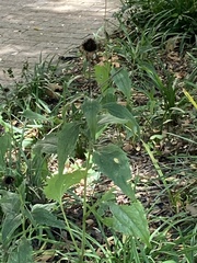Echinacea