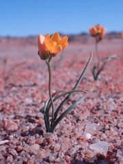 Ornithogalum