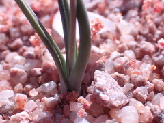 Ornithogalum
