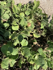 Physalis cinerascens