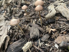 Psathyrella longipes