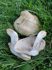 Hebeloma crustuliniforme