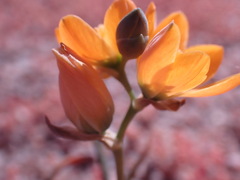 Ornithogalum