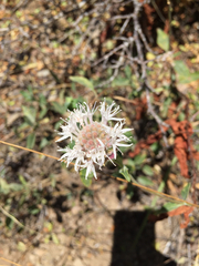 Monardella odoratissima pallida