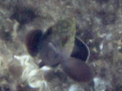 Epinephelus marginatus
